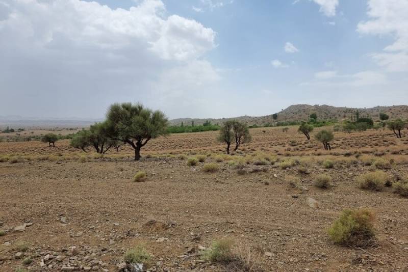 جهادی ها در جنوب کرمان؛ از مقابله با آفت تا آبخیزداری